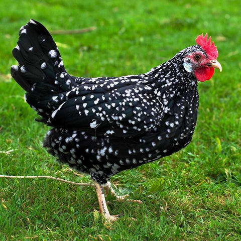 The A-Z of chicken Breeds (Ancona)