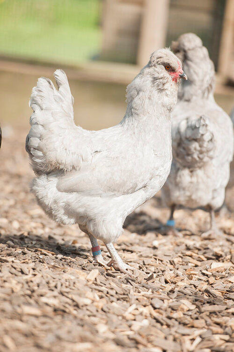 The A-Z of chicken Breeds (Araucana)