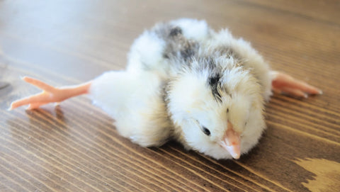 Spraddle Human 🐥 Spraddle Leg in Chicks: What It Is and How to Fix It Fast! – Chook ...