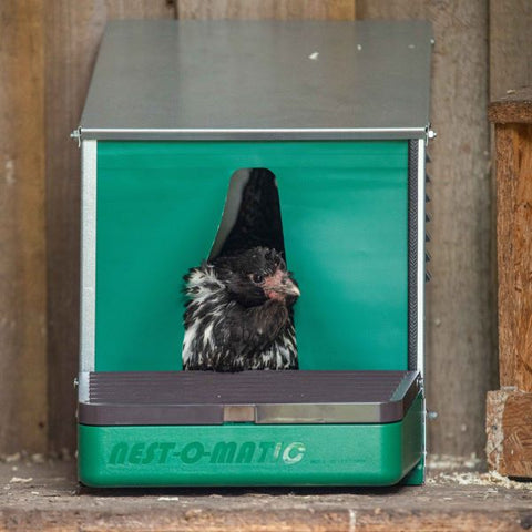 🐔 10 Ways to Get Your Chickens to Lay in the Nest Box