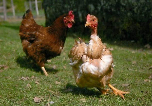 How to control and understand chicken pecking / Bullying