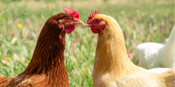 10 Things to know before you get chickens
