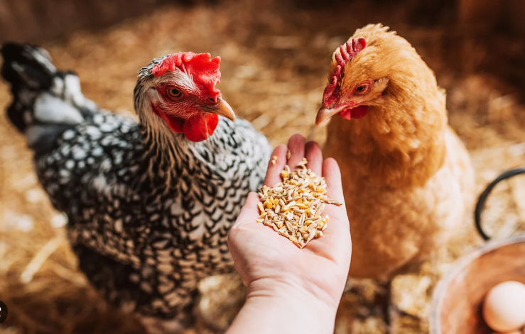 What to feed your chickens from chicks to laying hens. The importance ...
