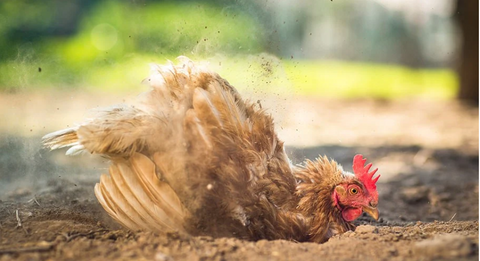 🐔 Why Chickens Need a Dust Bath: Nature’s Spa for Your Flock