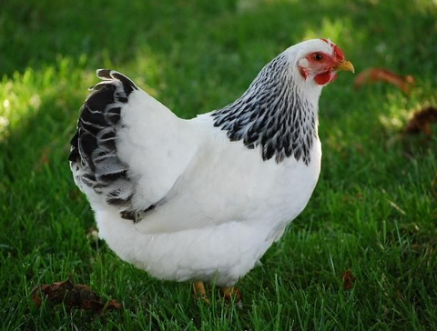 🐓 Light Sussex: The Regal Pink Egg Layer