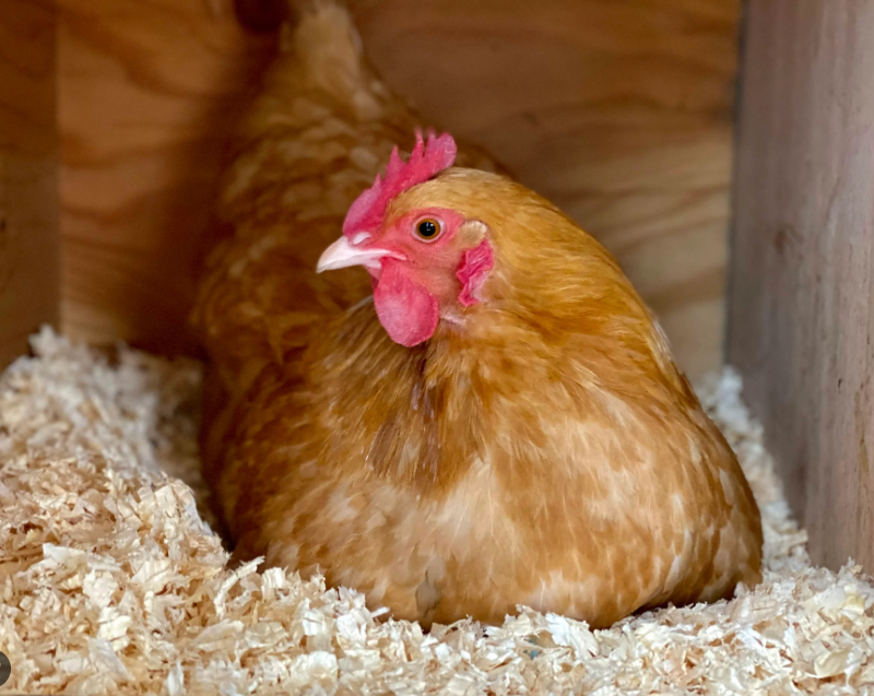 signs of a Broody Hen and how to break it.