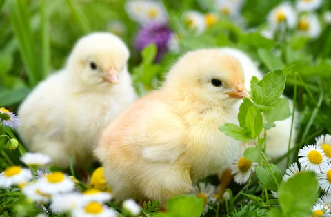 Baby chicks when can they go outside ?