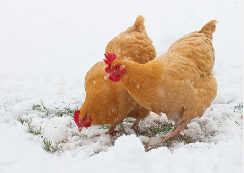 ❄️ Winter Is Coming: How to Keep Your Chickens Happy and Cozy