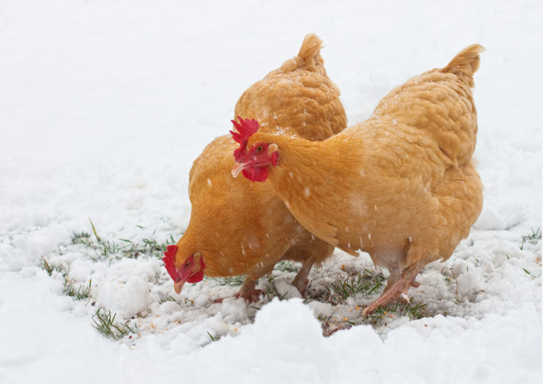 Keeping chickens in winter, how to prepare.