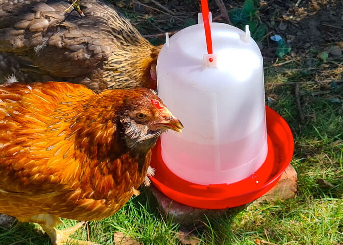How much water do chickens drink? what size drinker will I need?