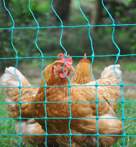 🐔 3 Reasons Poultry Fencing is a Game-Changer for Your Chickens