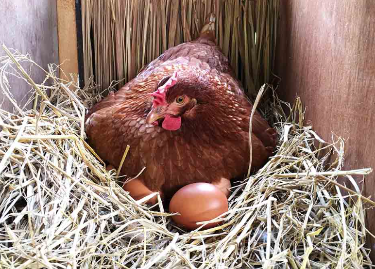 10 ways to Get Your Hens To Lay In The Nest Box