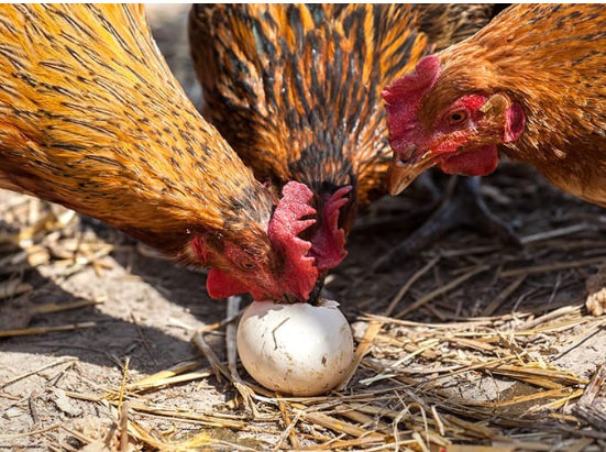How To Stop Your Chickens From Eating Their Eggs