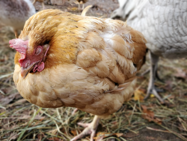 what is coccidiosis? signs and treatment.