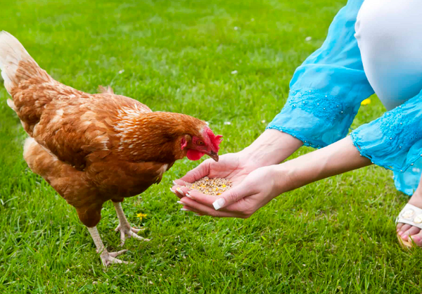 How much should I be Feeding my chickens?