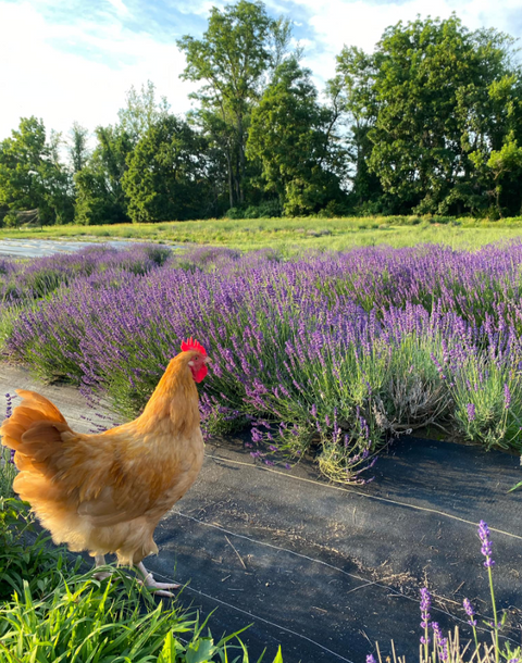 Spices and Herbs That Are Good For Your Chickens