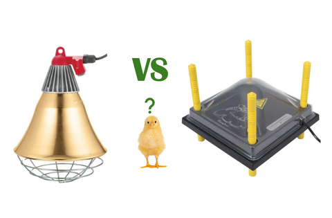 🔥 Chick Heat Lamp vs. Heat Plate: Which Is Best for Your Fuzzy Babies?