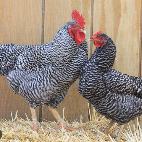 Top 4 Chicken Breeds For Beginners