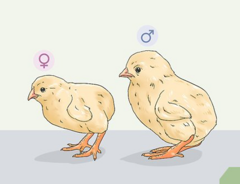 How To Tell The Sex Of Your Chicks