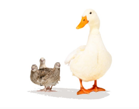 🦆🐦 The Best Feed for Quails and Ducks: Happy Birds, Healthy Eggs!