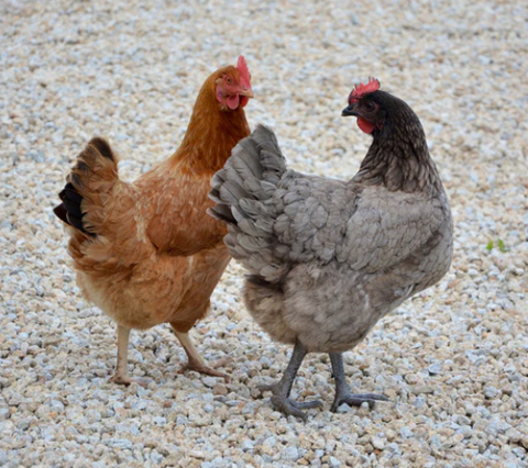 🐔👋 How To Introduce New Hens To Your Flock (Without the Drama!)