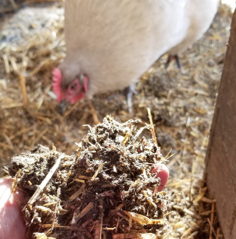 Chicken Coop Deep Litter Method Explained