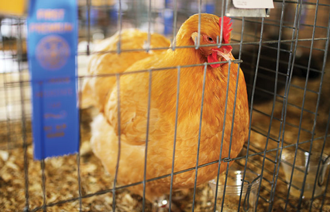 Entered Your First Poultry Show?  How to prepare your Bird