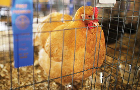 🐓✨ Entered Your First Poultry Show? Here’s How to Get Your Bird Show-Ready in NZ!