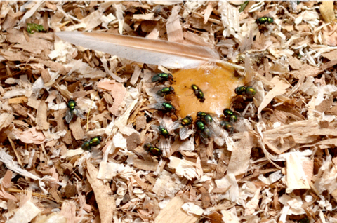 🪰 Flies in the Chicken Coop: Are They Bad & How Do You Keep Them Away?