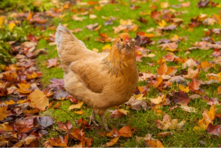 Autumn Hen Health Advice