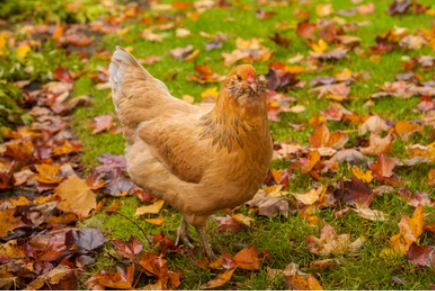 Autumn Hen Health: Cozy Coops, Happy Hens 🍂🐓