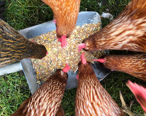 Chickens Treats Guide; Everything in moderation