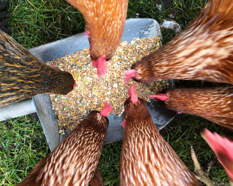 🍎🐓 Spoiling Your Hens the Healthy Way: A Guide to Chicken Treats