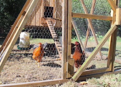 Choosing the Right Hen House