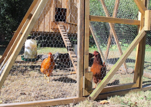 🏡 Choosing the Right Hen House: Your Guide to Chicken Real Estate