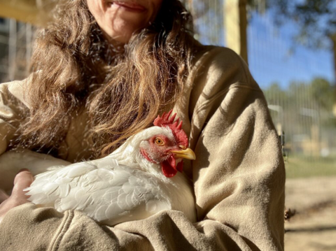 Handling Chickens; The importance of picking them up