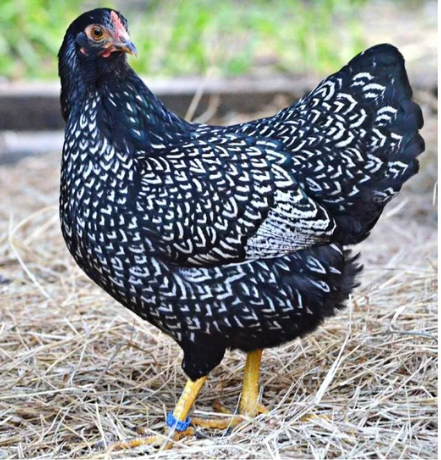 The A-Z of chicken Breeds (Barnevelder)