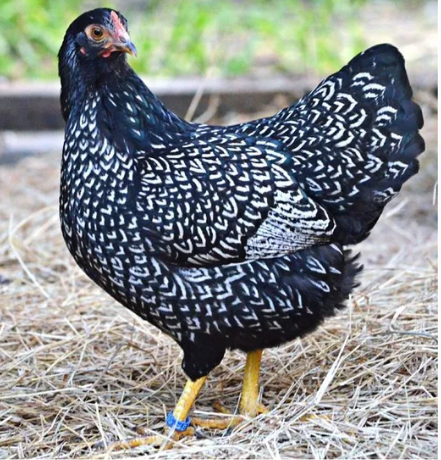 🐓 The A–Z of Chicken Breeds: Barnevelder