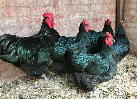 The A-Z of chicken Breeds (Australorp)