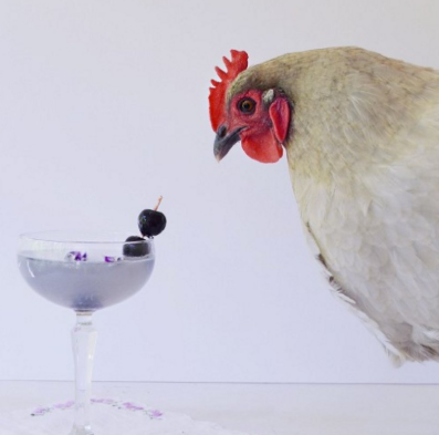 Farm Fresh Summer Egg Cocktails!