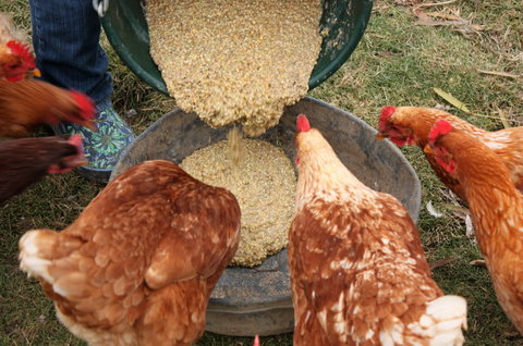 💡How to ferment Chicken feed and what are the benefits?