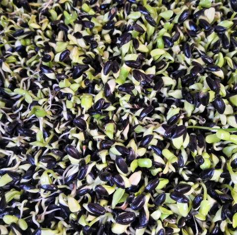 🌻Benefits of Sprouting sunflower seeds for your chooks!