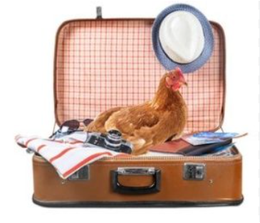 ✈️🧳Chicken Sitter Checklist for your Holidays!