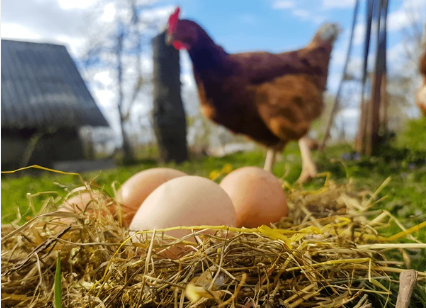 5 Signs Your Hen Is About to Start Laying Eggs 🥚🐔