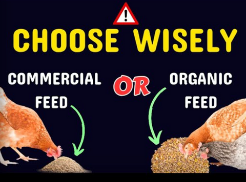 Organic Chicken Feed vs. Standard Layer Pellets: What’s the Difference? 🐔🌾