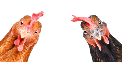 🐔 The Most Popular Funny Chicken Names (That’ll Make You Cluck with Laughter!)