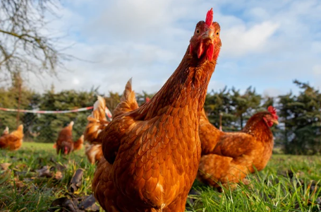 🐔 Meet the Brown Shaver: The Perfect Brown Egg Layer for Your Flock