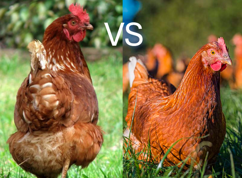 🐔 Brown Shavers vs Hy-Line Chickens: Which Is Best for Your Flock?