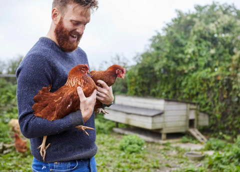 🐔 How to Convince Your Partner to Let You Have Chickens (Without Ruffling Feathers)
