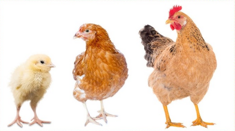 🐣 The Different Life Stages of Chicken Feed: What to Feed & When